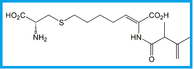 CILASTATIN EP IMPURITY F 